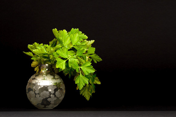 Cilantro